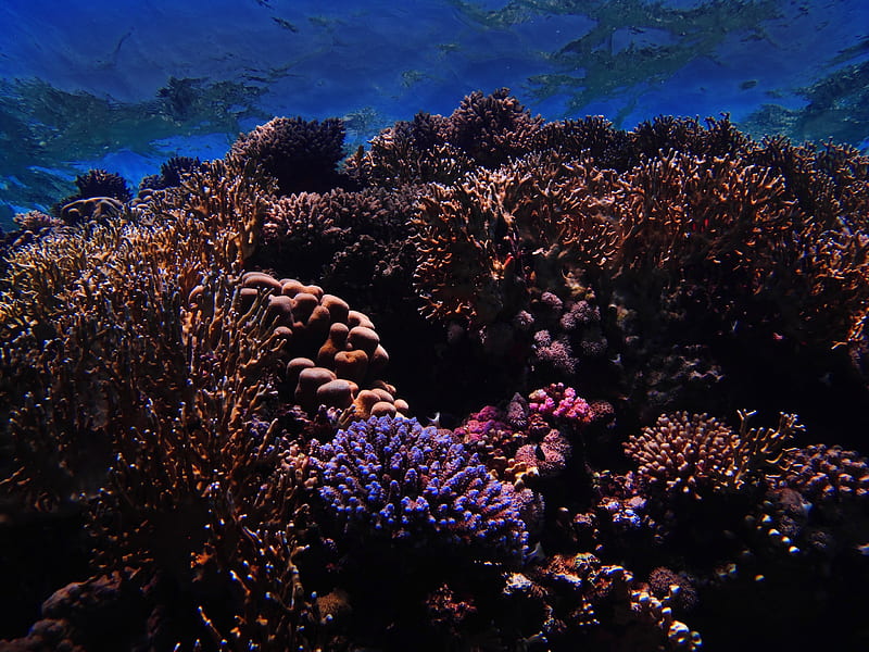 reef, corals, nautical, underwater world, HD wallpaper