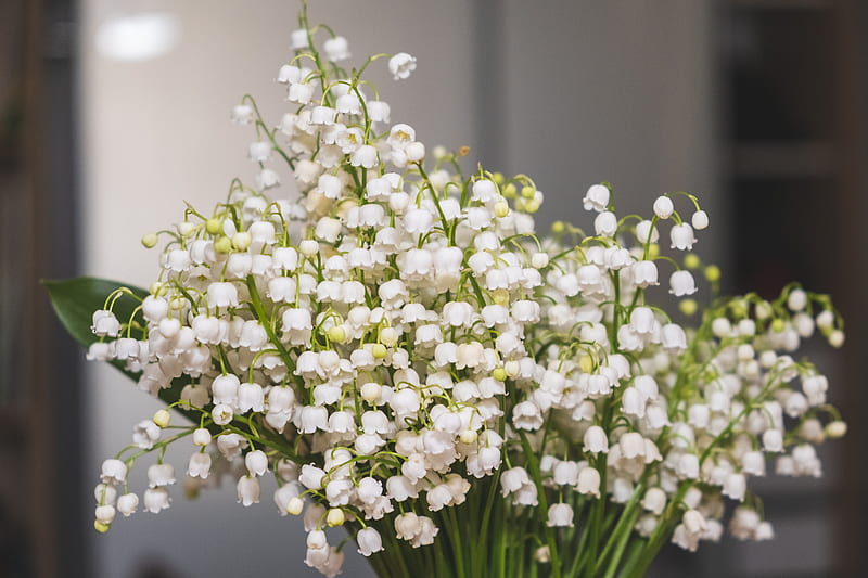 Man Made, Flower, Bouquet, Lily Of The Valley, White Flower, HD wallpaper