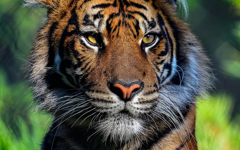 tiger, sunset, wildcat, dangerous animals, wildlife, tigers, HD wallpaper