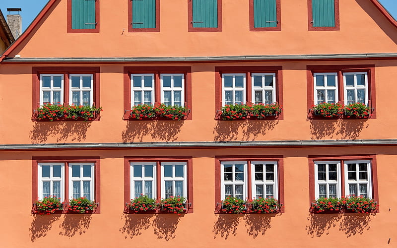 Windows with Flowers, windows, house, old, facade, flowers, HD wallpaper