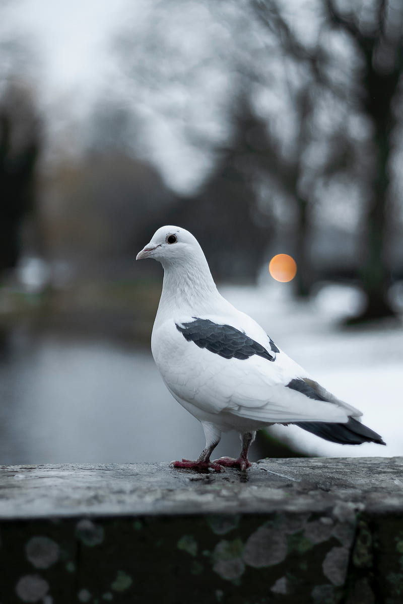 pigeon, bird, white, blur, HD phone wallpaper