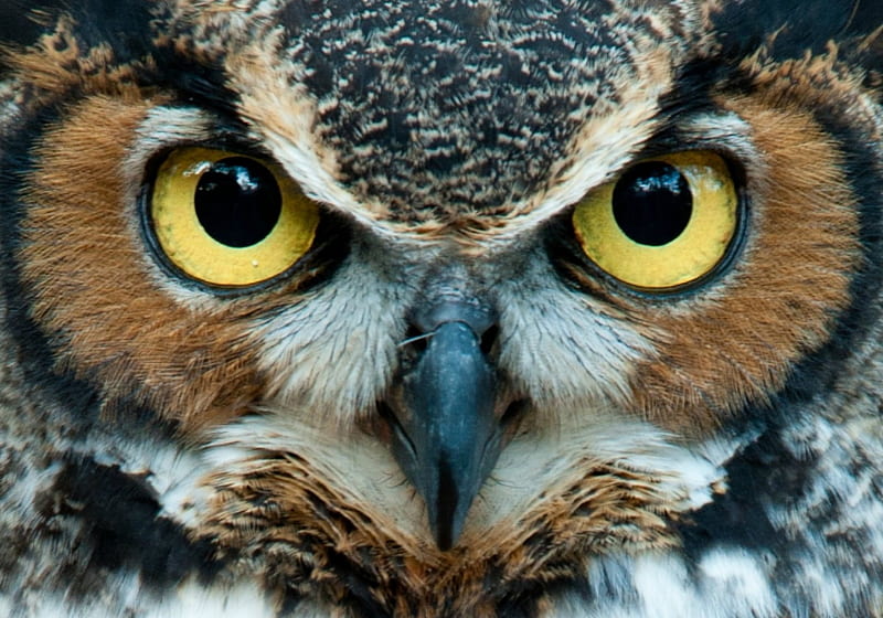 Owl, brown, black, feather, close-up, face, skin, white, eyes, HD wallpaper