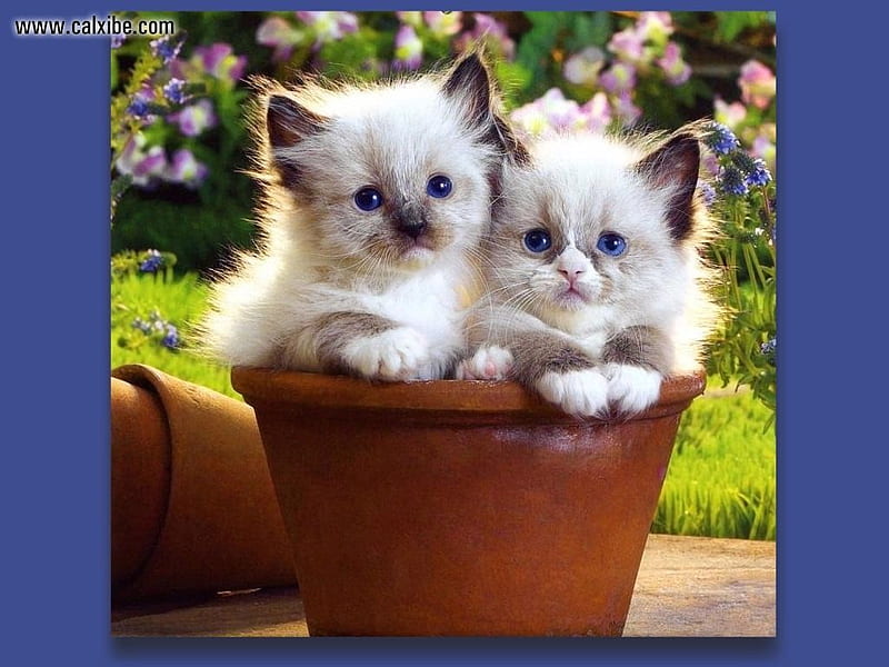 PLANTED SEEDS BUT LOOK 2 KITTIES, cute, in, adorable, kitties, pot, HD wallpaper