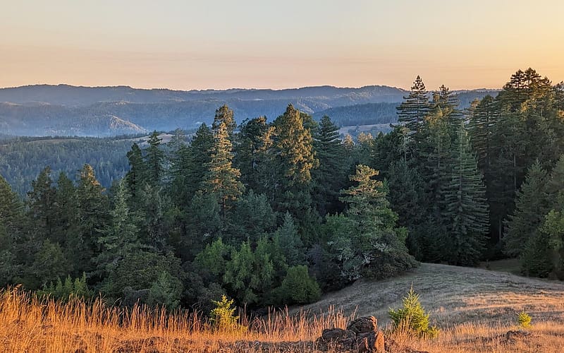 Sonoma County, California, trees, hills, usa, sunset, golden hour, HD wallpaper