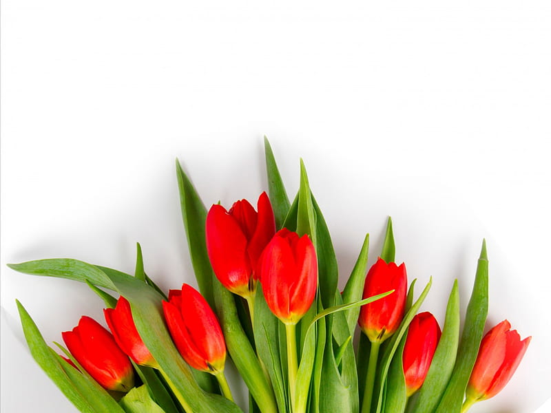 Tulips, red, flowers, fresh, HD wallpaper | Peakpx