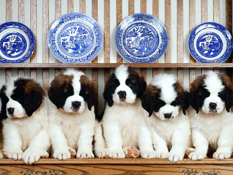 Saint Bernard Puppies, puppies, st bernard, line, HD wallpaper