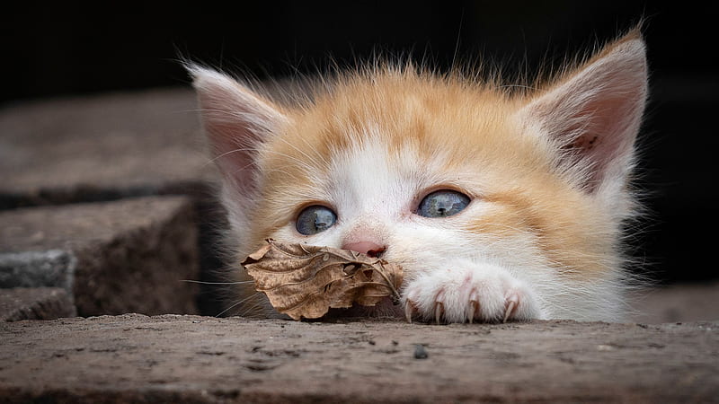 Cute Cat Is Having Dry Leaf On Mouth Animals, HD wallpaper