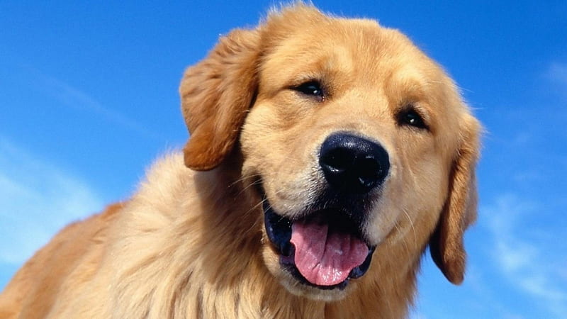 golden retriever the best companion, cute, tongue, golden, dog, HD wallpaper
