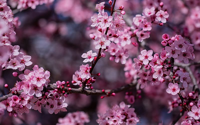 Spring, pink, cherry, flower, plum, sakura, primavara, blossom, HD wallpaper