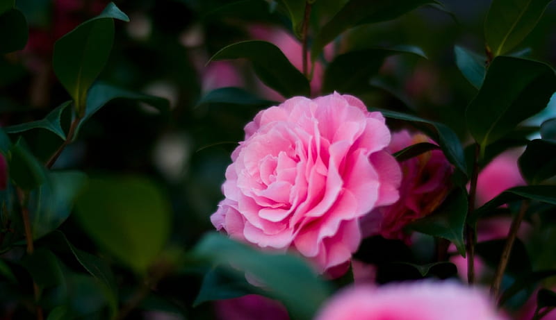 Camellia, flowers, nature, pink, macro, HD wallpaper | Peakpx