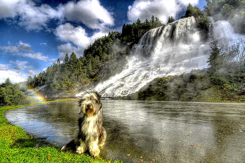 BEARDED COLLIE loves NATURE, Bearded Collie, R, mountains, waterfall, rainbow, waterfalls, HD wallpaper