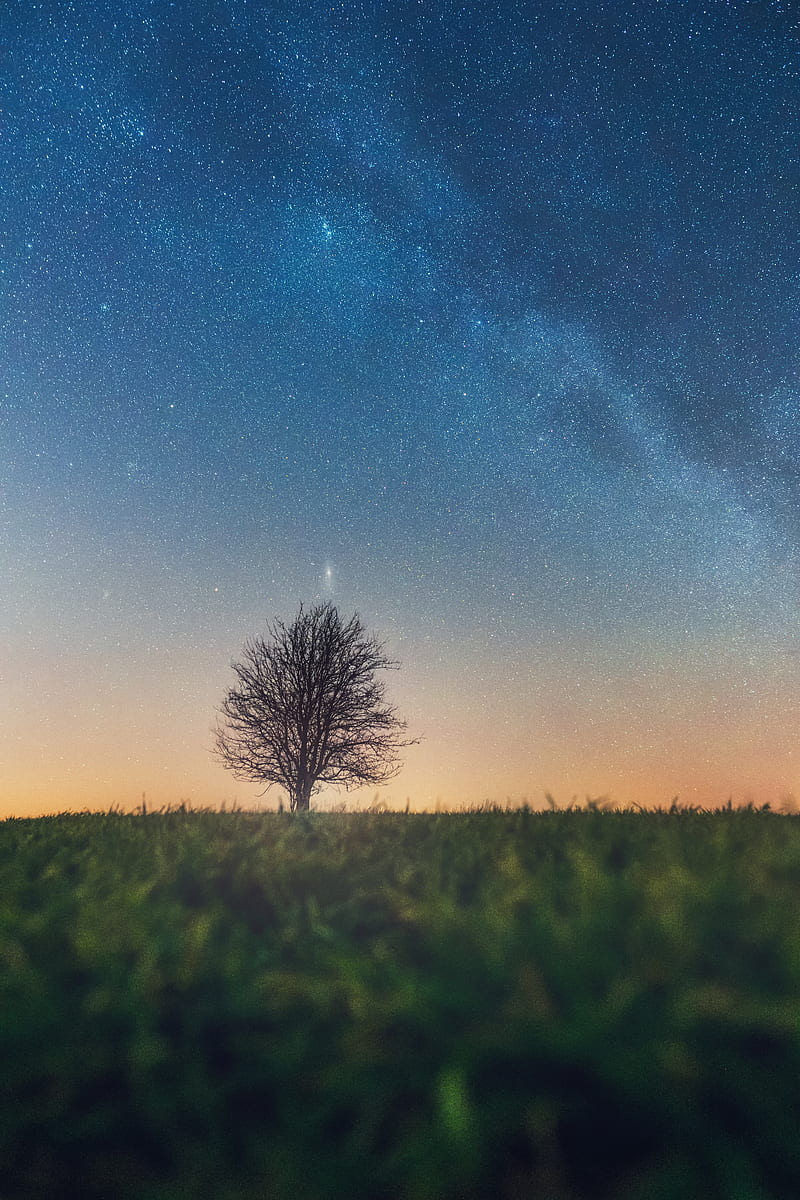 tree, starry sky, grass, horizon, HD phone wallpaper