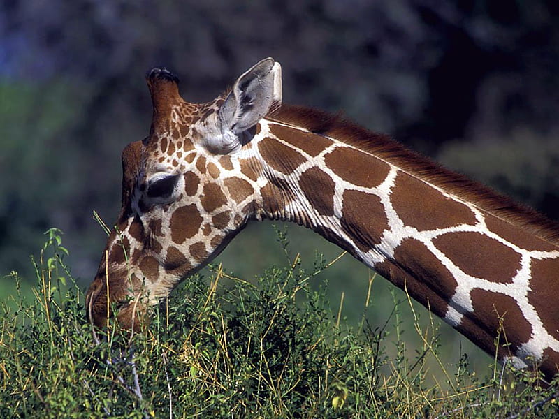 giraf eating, wild life, eating, giraf, HD wallpaper