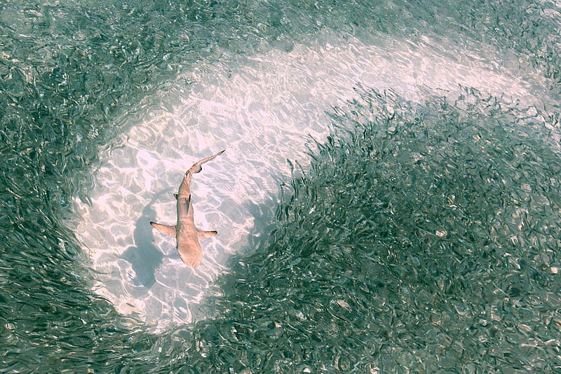 Chasing lunch, Shark, Sprats, Maldives, Lagoon, Mirihi Island, Black tip reef shark, HD wallpaper
