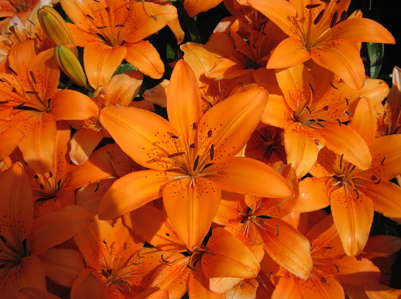 New display at the Pyramids 15, graphy, Orange, Lily, garden, Flowers ...