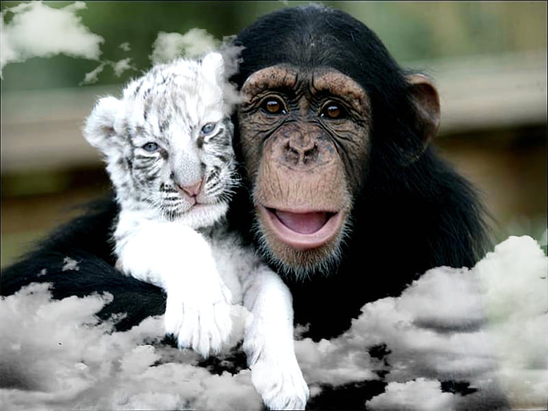 Chimpanzee and Tiger.jpg, best friends, HD wallpaper