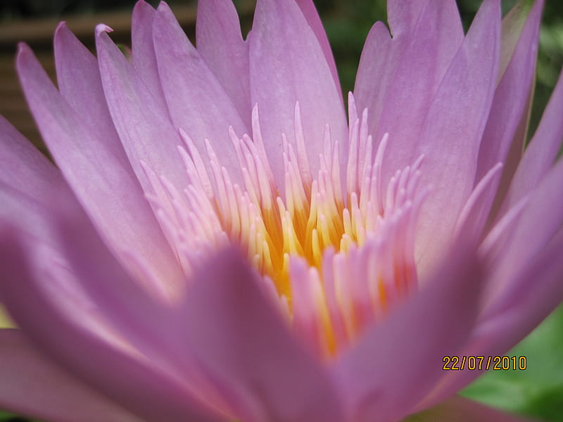 purple water lily, purple, bloomimg, thai, water lily, HD wallpaper