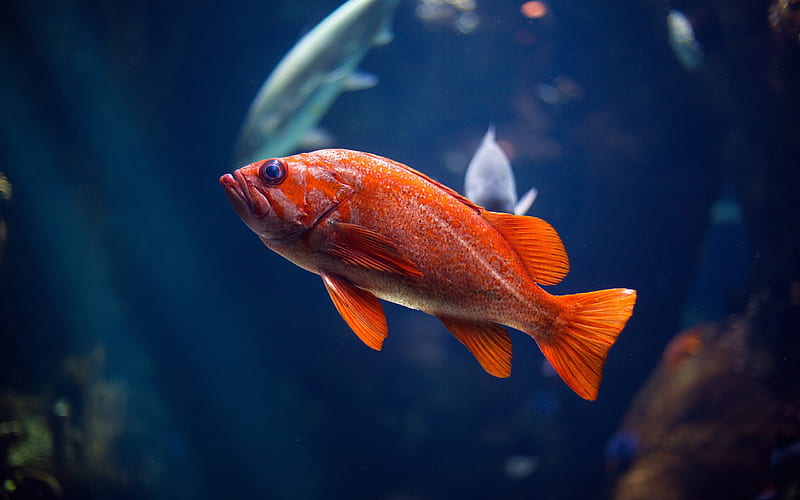 red fish, aquarium, goldfish, aquarium fish, beautiful fish, HD wallpaper