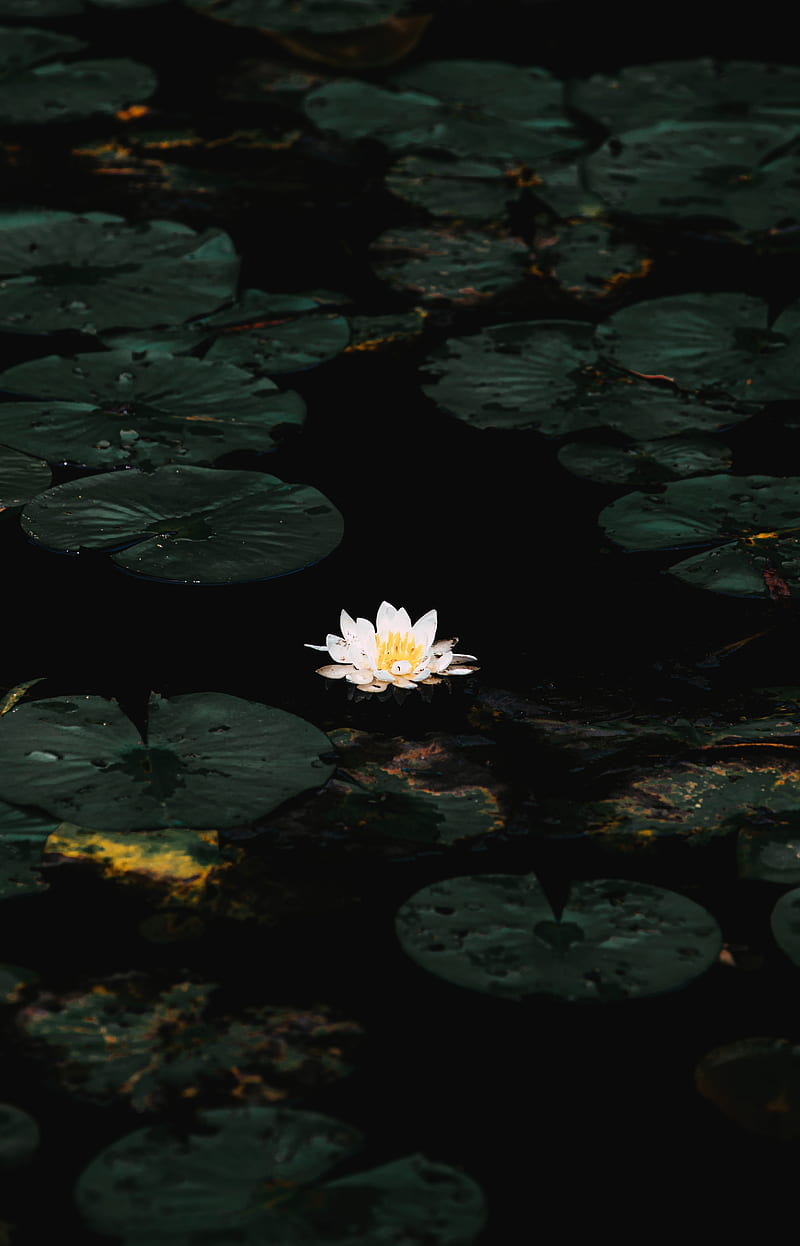 water lily, flower, white, water, plant, HD phone wallpaper