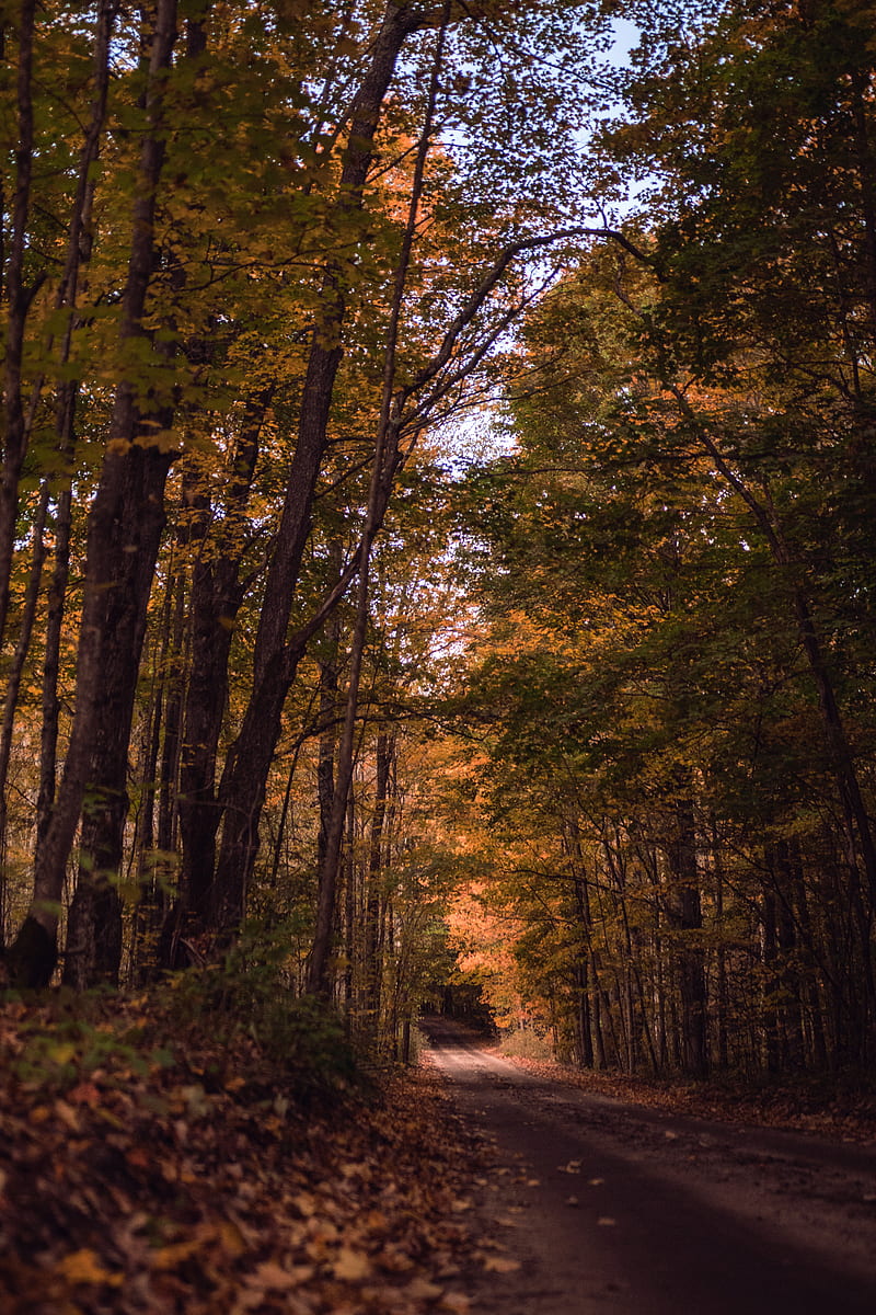road, forest, autumn, trees, path, HD phone wallpaper