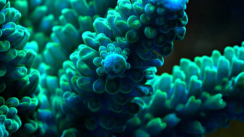 Sea Blue Anemone Underwater Anemone, HD wallpaper
