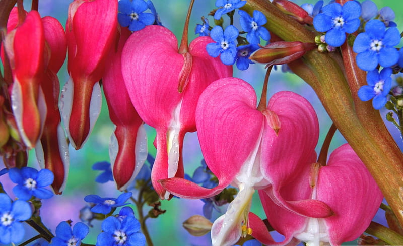 Bleeding Heart and Forget Me Nots, colorful, spring, bleeding hearts, forget me nots, close up, 3D, bright, beauty, summer, flowers, nature, HD wallpaper