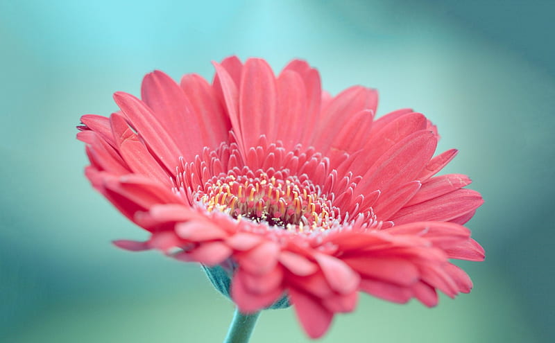 Gerbera rosa - r, gerberas, flores, naturaleza, una flor, rosa, Fondo de  pantalla HD | Peakpx
