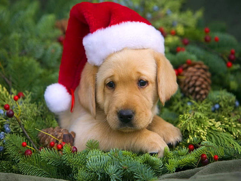 Christmas for Thomas, Christmas, cute, boughs, Santa hat, Lab, puppy, HD wallpaper