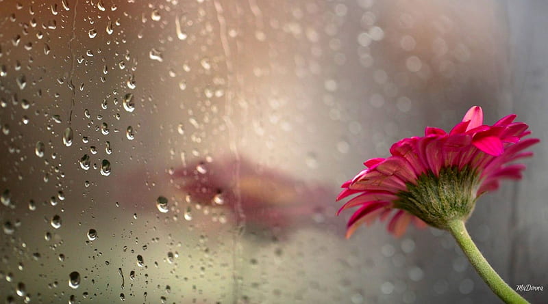 Rainy Day Reflection, window, shasta, spring, glass, summer, shower, flower, gerbera, rain, reflection, daisy, HD wallpaper