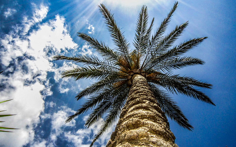 Date palm, amazing, tree, sky, HD wallpaper