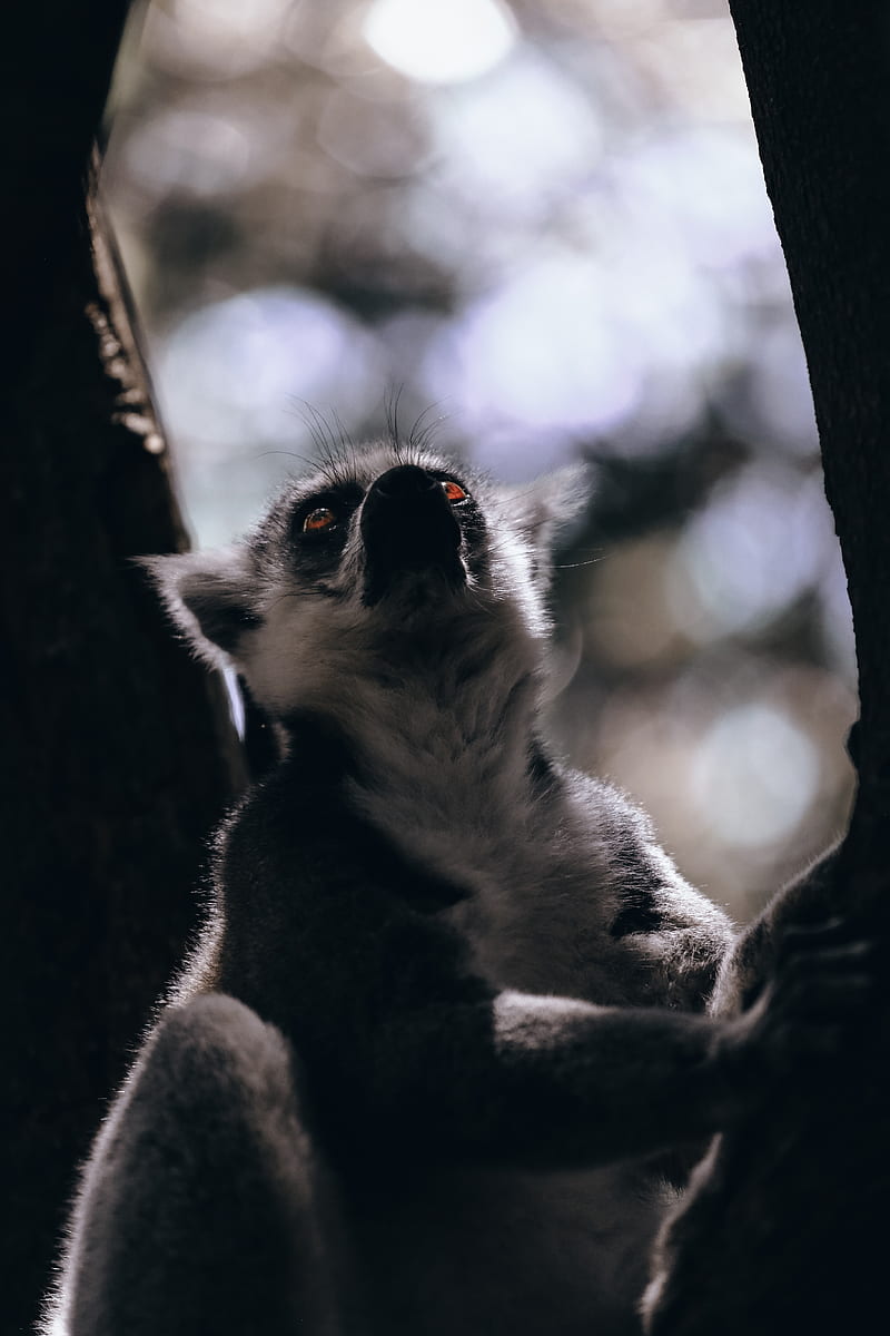 lemur, glance, animal, beast, wildlife, HD phone wallpaper