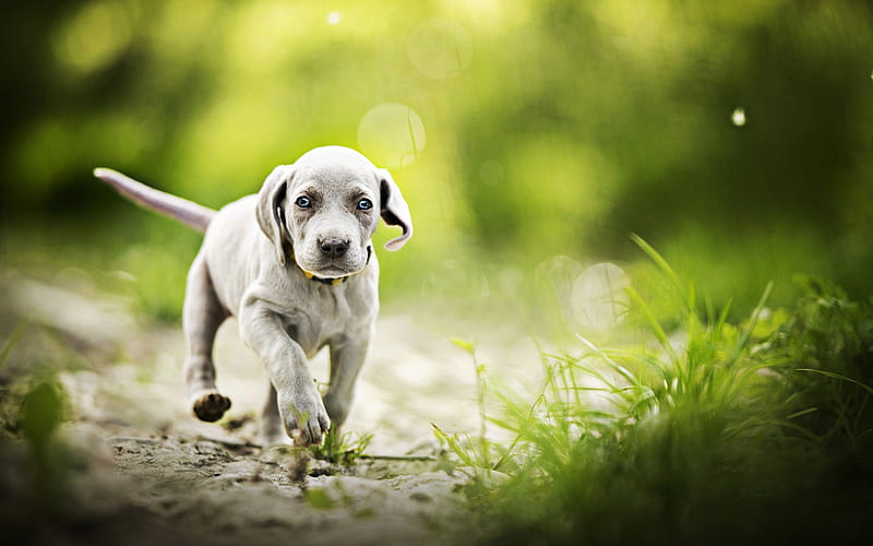 Small Weimaraner, dog on a walk, puppy, pets, gray dog, cute animals, dogs, Weimaraner, HD wallpaper