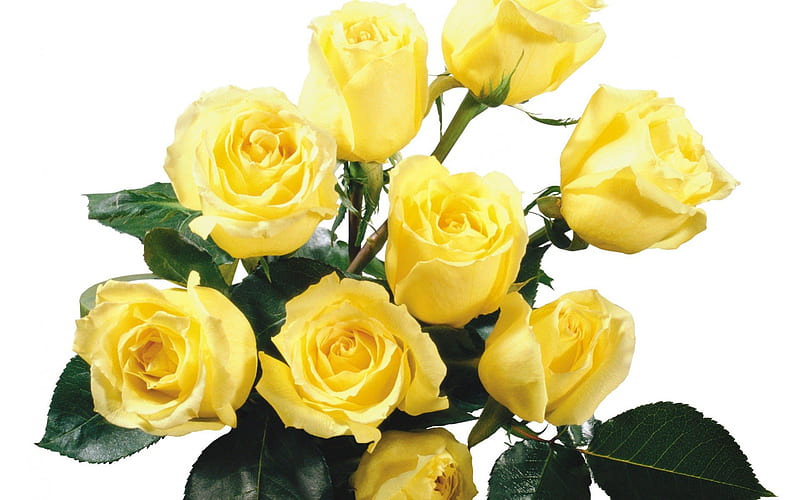 beautyfulyellowroses, yellow, pretty, gorgeous, Bouquet, HD wallpaper