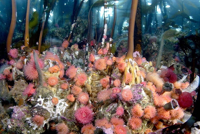 Anemones, underwater, kelp forest, sea, HD wallpaper