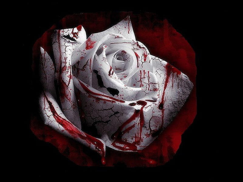 Bloody Rose, bloody, white, rose, HD wallpaper