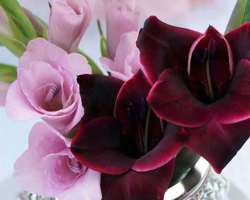 Pink and Crimson Gladioli, flowers, petals, bloom, gladioli, HD wallpaper