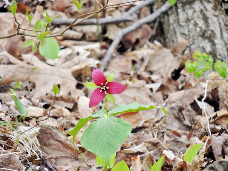 Red Trillium, Nature, Forest, Spring, Flowers, graphy, HD wallpaper