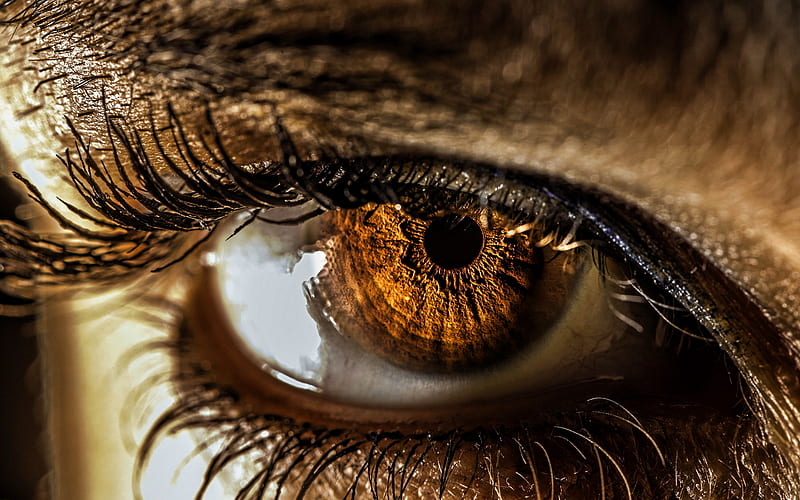 femenino, macro, ojos marrones, ojo bokeh, ojos, Fondo de HD | Peakpx