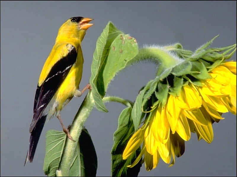 american goldfinch, yellow, sunflower, goldfinch, bird, HD wallpaper