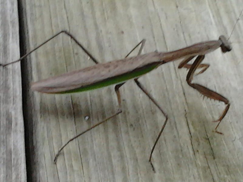 Praying mantas, bug, scary, big, wood, HD wallpaper Praying mantas, bug, scary, big, wood, HD wallpaper