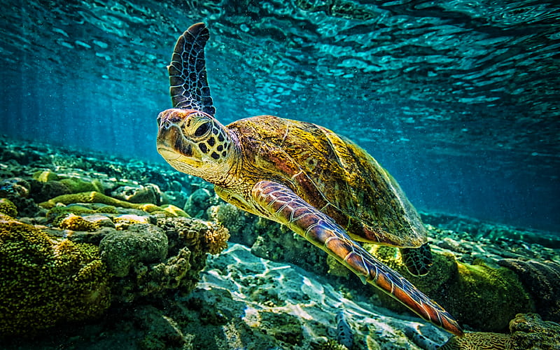 turtle, coral reef, reptiles, underwater world, wildlife, sea, coral, turtles, Chelonioidea, HD wallpaper
