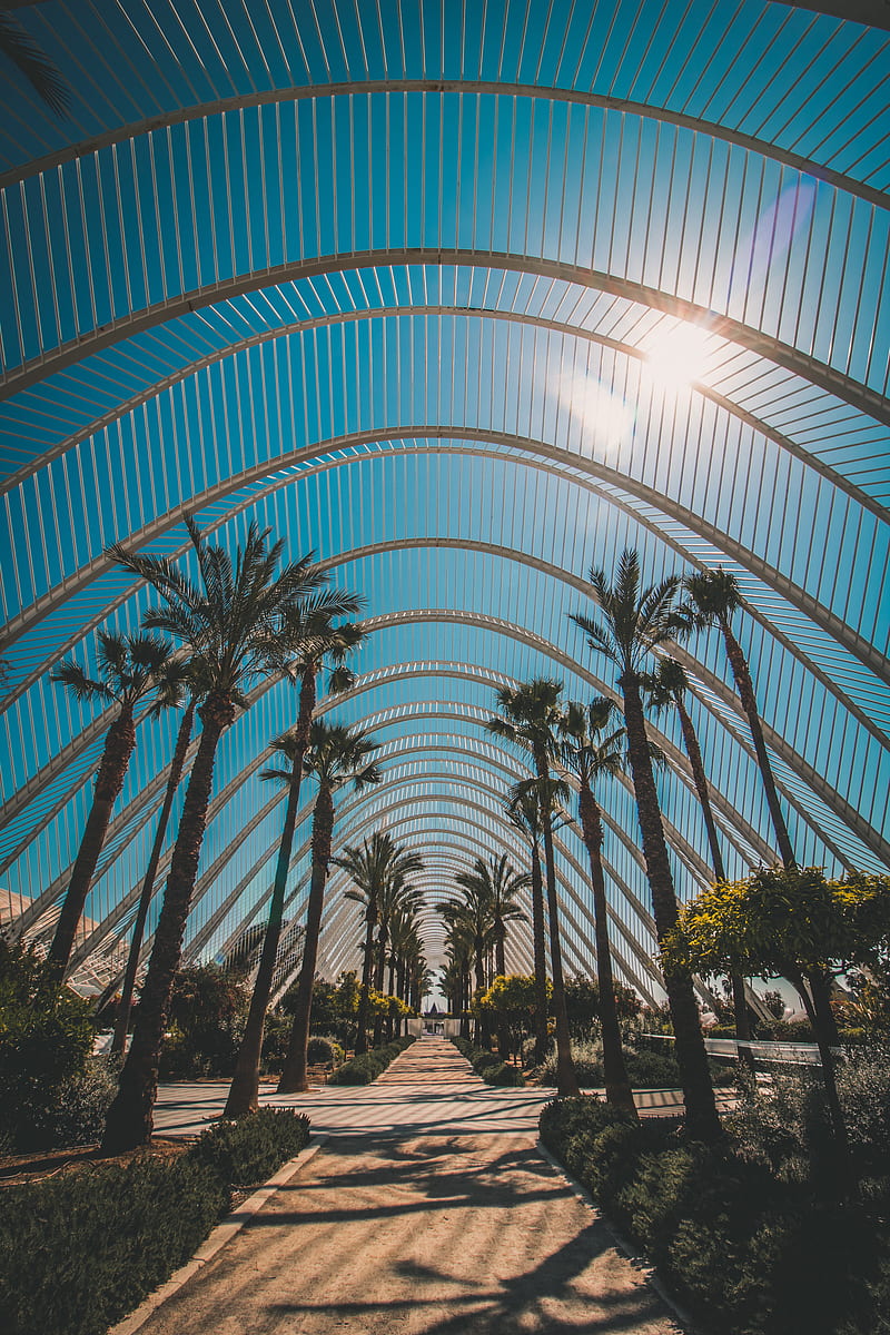 palm trees, tropics, sunlight, architecture, construction, HD phone wallpaper