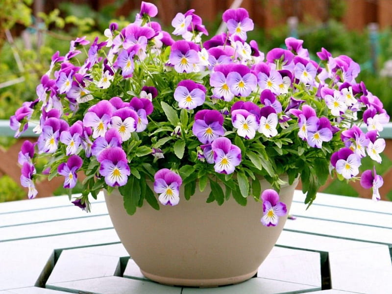 Flowers in a Pot, table, pansies, flowers, pot, HD wallpaper