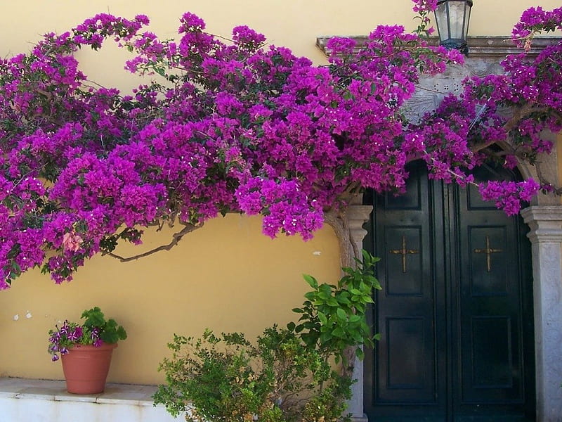 FLORAL DOORWAY, exteriors, courtyard, bougainvillia, houses, front, flowers, blooms, doors, HD wallpaper