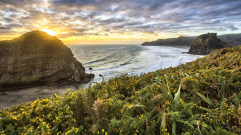 Top of a Cliff at Paha Beach,New Zealand, beach, flowers, nature, cliff, sunset, clouds, meadow, HD wallpaper