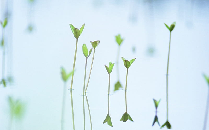 4 Soft Focus Sprouts -hazy dreamy Sprouts in water, HD wallpaper