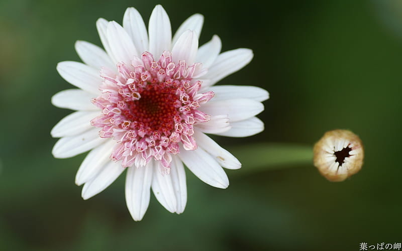 White chrysanthemum - Digital Cameras Flowers graphy, HD wallpaper