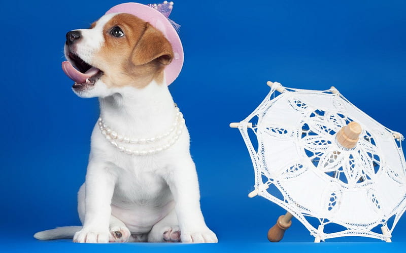 Cute dog pics: Puppies wearing hats are the cutest ever - The Advertiser