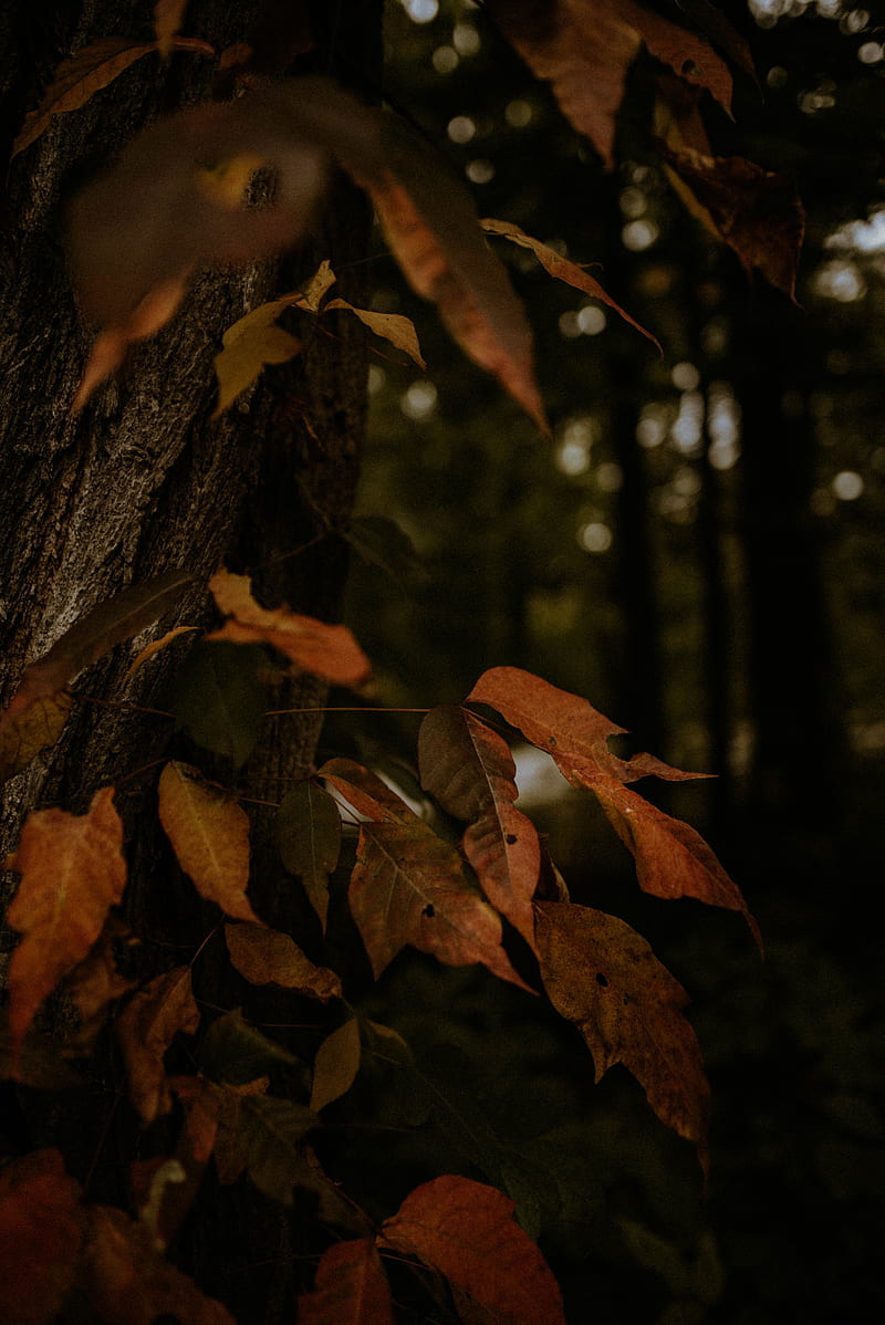 leaves, dry, autumn, branch, trees, HD phone wallpaper