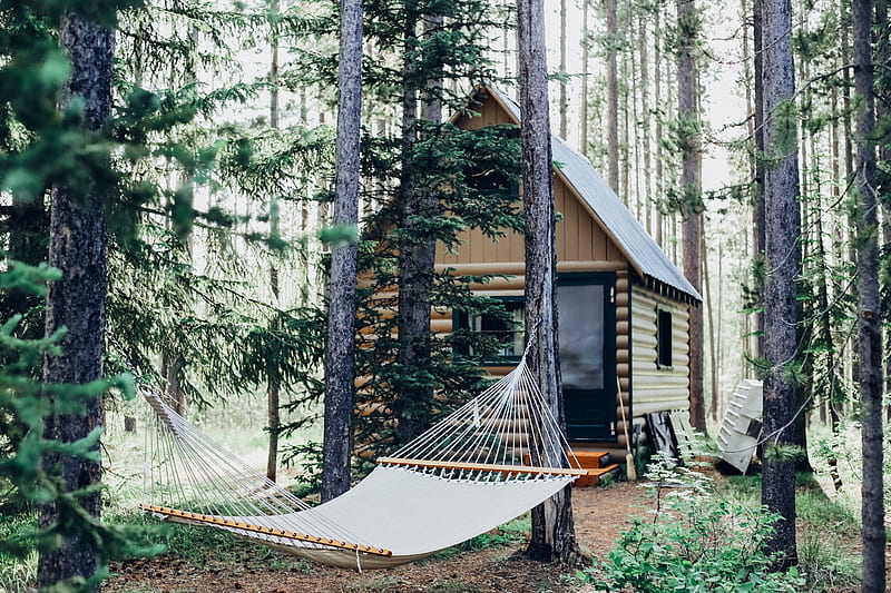 wooden house with hammock attached on tree, HD wallpaper